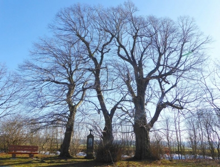 Bild 3 von 3 Linden nördlich B64
